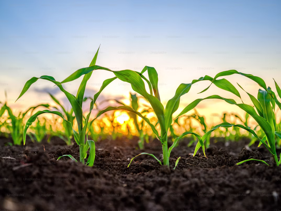Agricultural Engineering Field
